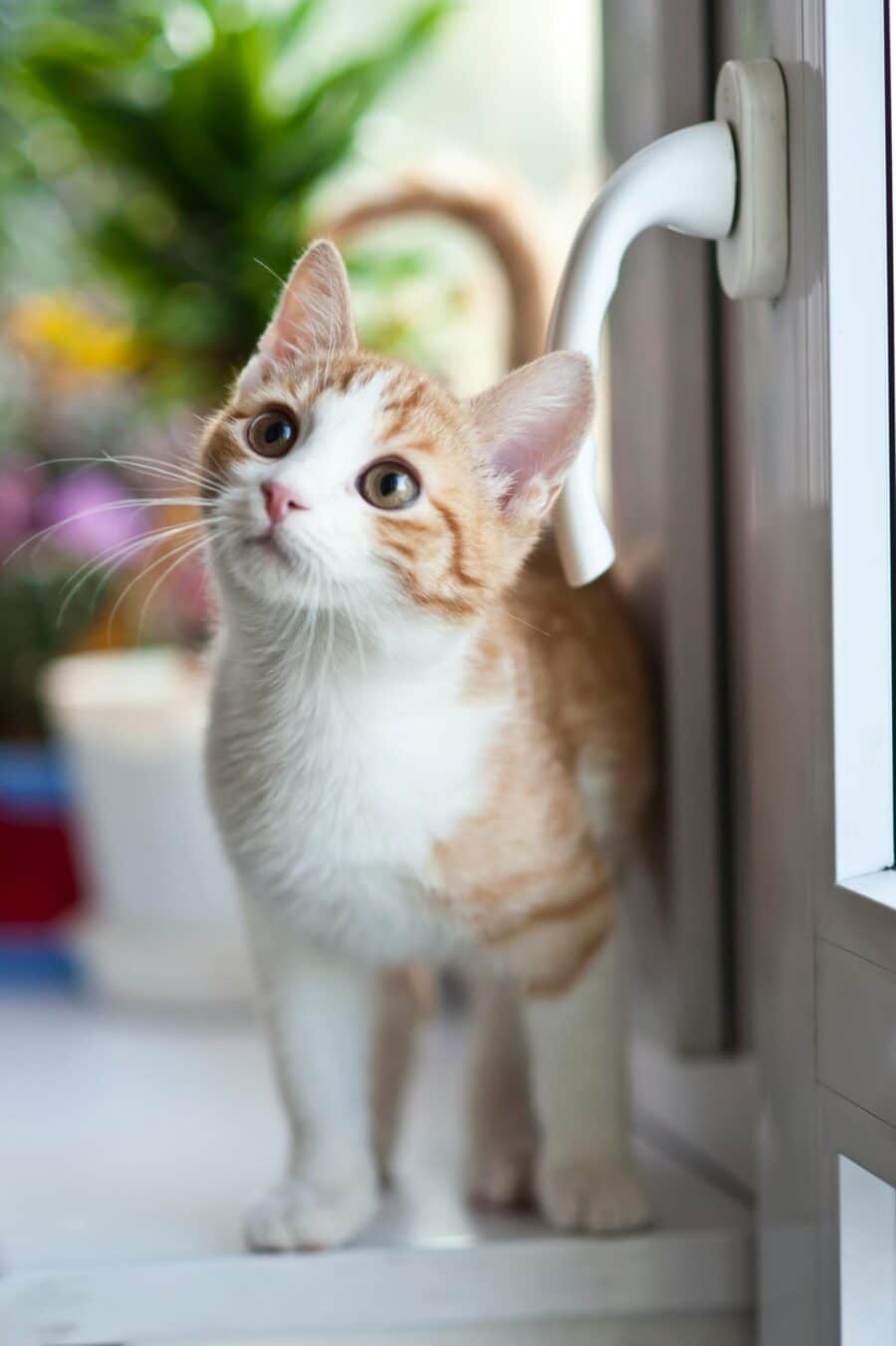 Katzenpension Hundebetreuung Bern 1 Katzenpension in Muri bei Bern